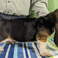 AKC Newton, a male Basset Hound for sale in Fredericksburg, TX – Photo 3 of 4