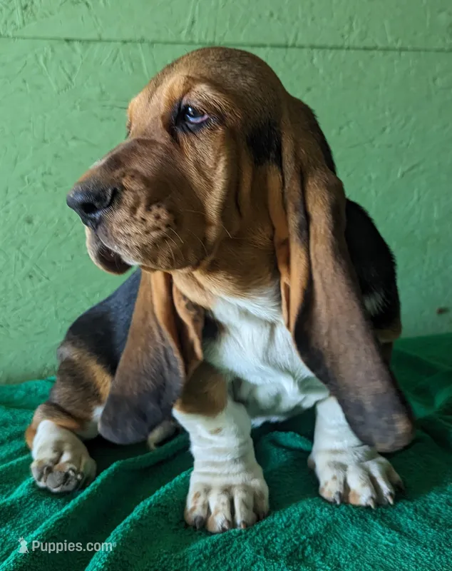 AKC Newton – Basset Hound puppy for sale in Fredericksburg, TX
