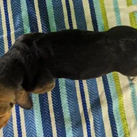 AKC Newton, a male Basset Hound for sale in Fredericksburg, TX – Photo 2 of 4