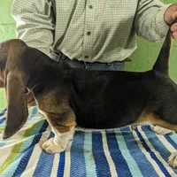 AKC Newton, a male Basset Hound for sale in Fredericksburg, TX – Photo 4 of 4