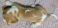 AKC Dawn, a female Basset Hound for sale in Fredericksburg, TX – 5 of 5