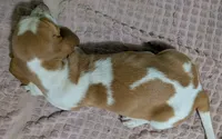 AKC Delta, a female Basset Hound for sale in Fredericksburg, TX – 5 of 5