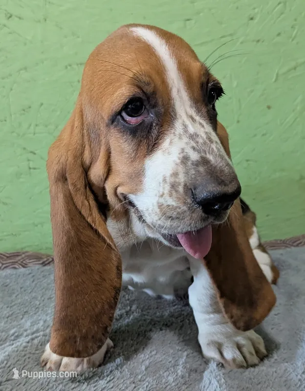 AKC Janae – Basset Hound puppy for sale in Fredericksburg, TX