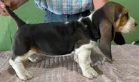 AKC Nixie, a female Basset Hound for sale in Fredericksburg, TX – 5 of 6
