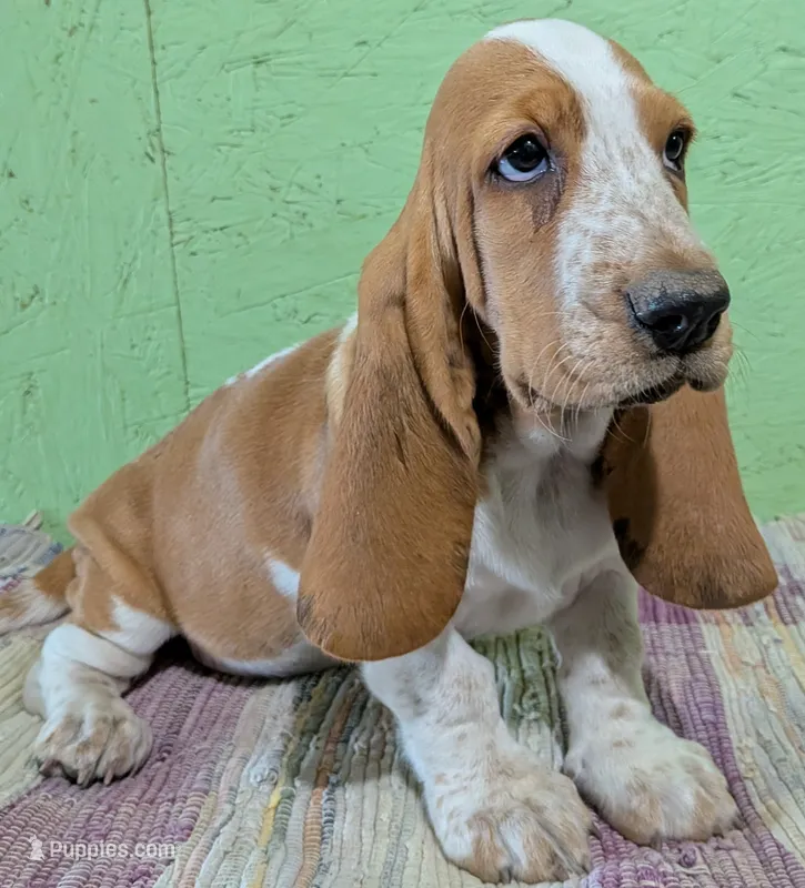 AKC Dawn – Basset Hound puppy for sale in Fredericksburg, TX