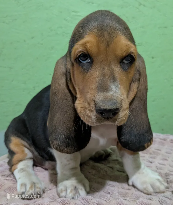 AKC Dewberry – Basset Hound puppy for sale in Fredericksburg, TX