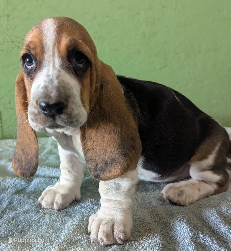 AKC Janae – Basset Hound puppy for sale in Fredericksburg, TX