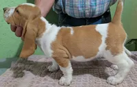 AKC Delta, a female Basset Hound for sale in Fredericksburg, TX – 3 of 5