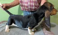 AKC Hailey, a female Basset Hound for sale in Fredericksburg, TX – 5 of 8