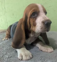 AKC Kingston, a male Basset Hound for sale in Fredericksburg, TX – 2 of 5