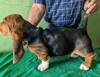AKC Jettison, a male Basset Hound for sale in Fredericksburg, TX – Photo 3 of 4
