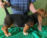 AKC Jettison, a male Basset Hound for sale in Fredericksburg, TX – Photo 4 of 4