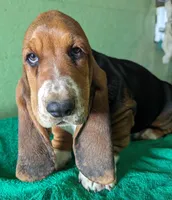 AKC Jettison, a male Basset Hound for sale in Fredericksburg, TX – Photo 2 of 4