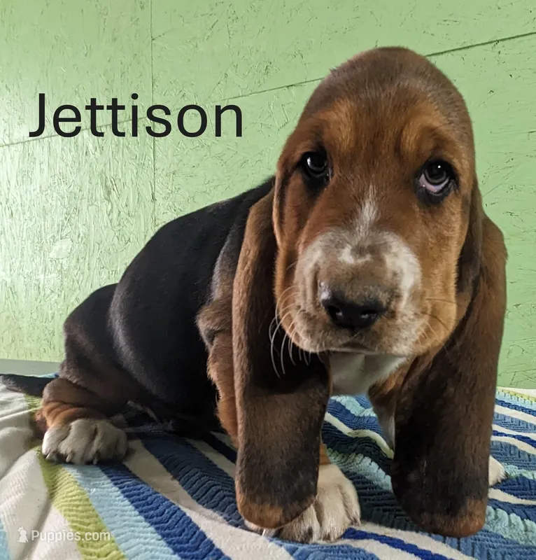 AKC Jettison, a male Basset Hound for sale in Fredericksburg, TX – Photo 1 of 4
