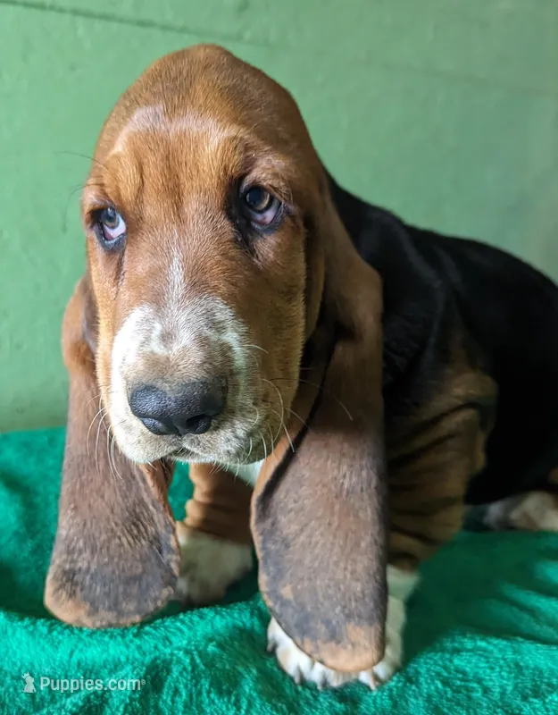 AKC Jettison – Basset Hound puppy for sale in Fredericksburg, TX