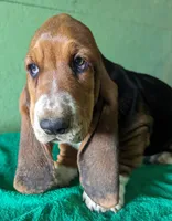 AKC Jettison, a male Basset Hound for sale in Fredericksburg, TX – Photo 1 of 4
