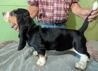 AKC Hope, a female Basset Hound for sale in Fredericksburg, TX – 5 of 6
