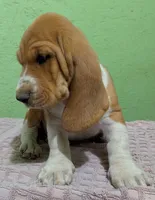 AKC Dusty, a male Basset Hound for sale in Fredericksburg, TX – 2 of 5