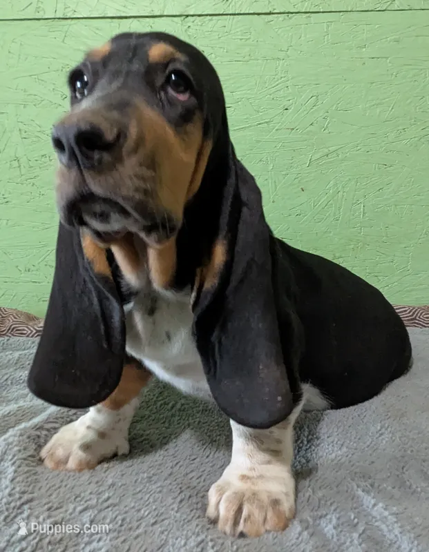 AKC Tassy – Basset Hound puppy for sale in Fredericksburg, TX