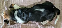AKC Nori, a female Basset Hound for sale in Fredericksburg, TX – 6 of 6
