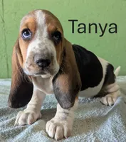 AKC Tanya, a female Basset Hound for sale in Fredericksburg, TX – 2 of 6