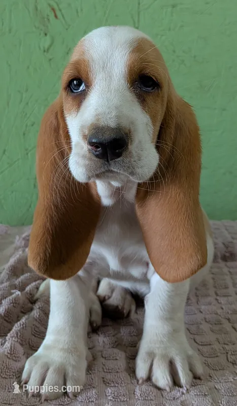 AKC Dove – Basset Hound puppy for sale in Fredericksburg, TX