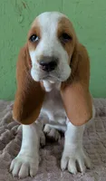 AKC Dove, a female Basset Hound for sale in Fredericksburg, TX – 1 of 5