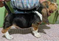 AKC Donato, a male Basset Hound for sale in Fredericksburg, TX – 3 of 5