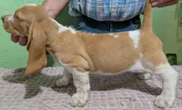 AKC Dawn, a female Basset Hound for sale in Fredericksburg, TX – 4 of 5