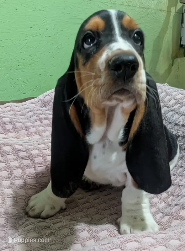 AKC Chrissy – Basset Hound puppy for sale in Fredericksburg, TX