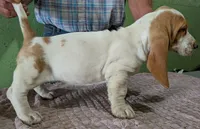 AKC Neville, a female Basset Hound for sale in Fredericksburg, TX – 4 of 6