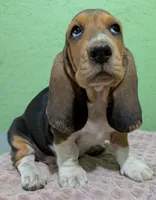 AKC Dewberry, a female Basset Hound for sale in Fredericksburg, TX – 2 of 6
