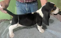 AKC Brantley, a male Basset Hound for sale in Fredericksburg, TX – 4 of 6
