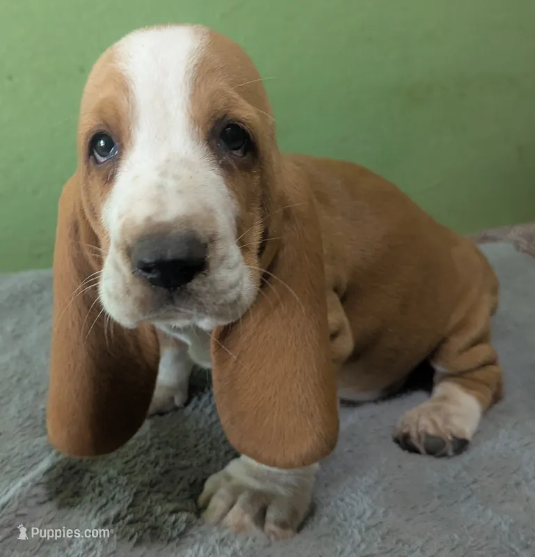 AKC Kayson – Basset Hound puppy for sale in Fredericksburg, TX