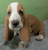 AKC Kayson, a male Basset Hound for sale in Fredericksburg, TX – 1 of 5