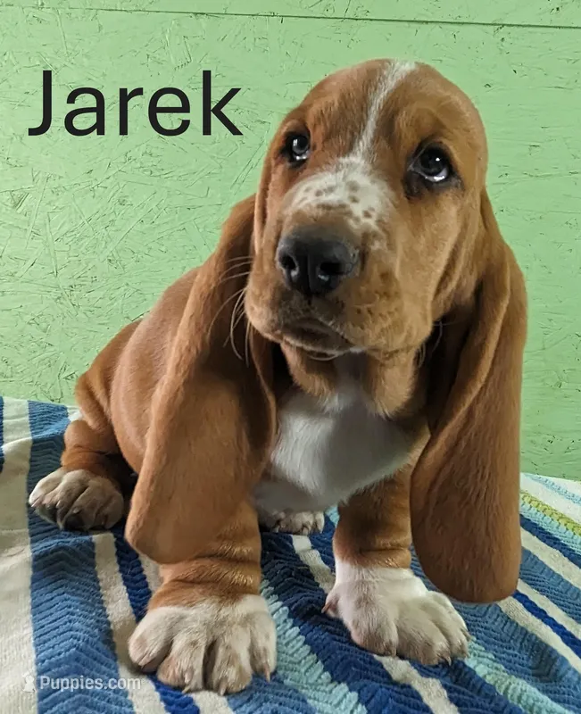 AKC Jarek, a male Basset Hound for sale in Fredericksburg, TX – Photo 1 of 4