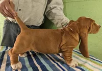 AKC Jarek, a male Basset Hound for sale in Fredericksburg, TX – Photo 4 of 4