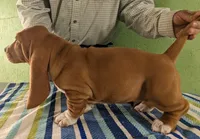 AKC Jarek, a male Basset Hound for sale in Fredericksburg, TX – Photo 3 of 4