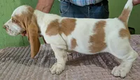 AKC Nadine HOLD, a female Basset Hound for sale in Fredericksburg, TX – 4 of 5