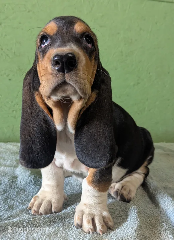 AKC Hailey – Basset Hound puppy for sale in Fredericksburg, TX
