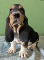 AKC Hailey, a female Basset Hound for sale in Fredericksburg, TX – 1 of 5
