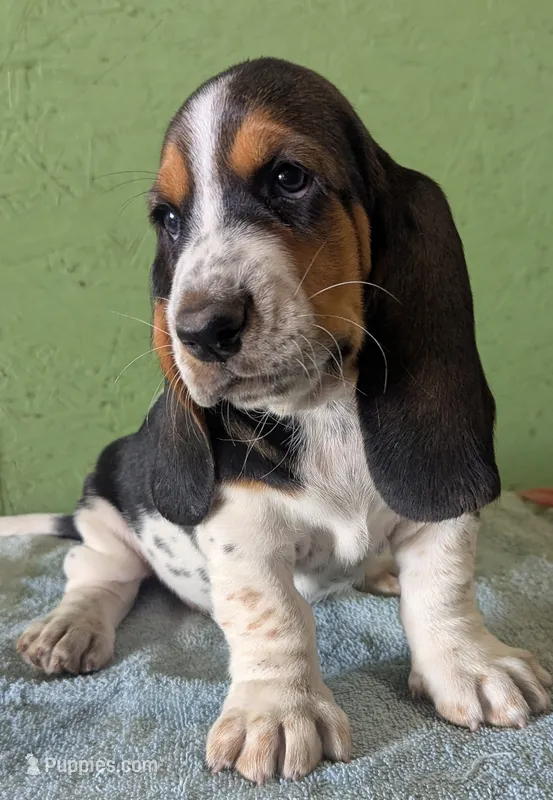 AKC Jelena – Basset Hound puppy for sale in Fredericksburg, TX