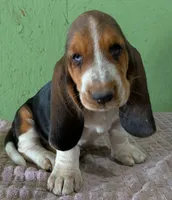 AKC Nori, a female Basset Hound for sale in Fredericksburg, TX – 2 of 6