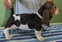 AKC Raven, a female Basset Hound for sale in Fredericksburg, TX – 4 of 5