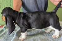 AKC Tassy, a female Basset Hound for sale in Fredericksburg, TX – 5 of 6