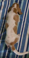 AKC Jussi, a female Basset Hound for sale in Fredericksburg, TX – 5 of 5