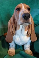 AKC Draco, a male Basset Hound for sale in Fredericksburg, TX – Photo 1 of 4