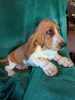 AKC Draco, a male Basset Hound for sale in Fredericksburg, TX – Photo 2 of 4