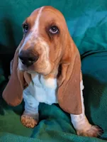 AKC Draco, a male Basset Hound for sale in Fredericksburg, TX – Photo 3 of 4
