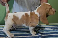 AKC Rolli, a male Basset Hound for sale in Fredericksburg, TX – 3 of 5